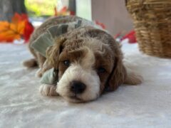 Photo4 for Raphael