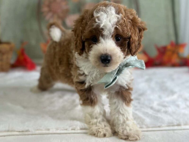 Raphael, a Mini Goldendoodle puppy at Blessed Hope Kennels in Kentucky.