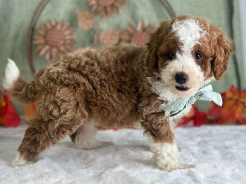 Raphael, a Mini Goldendoodle puppy at Blessed Hope Kennels in Kentucky.
