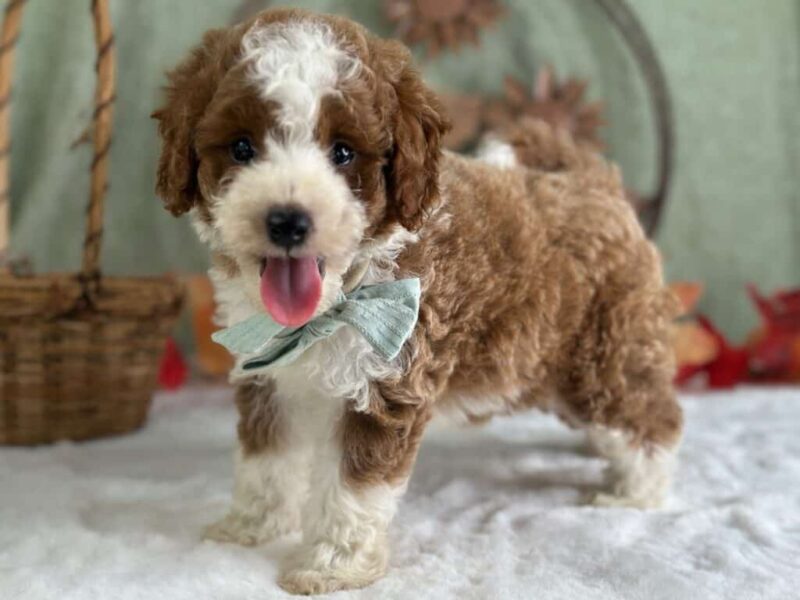 Raphael, a Mini Goldendoodle puppy at Blessed Hope Kennels in Kentucky.