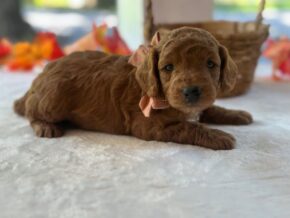 Photo of Razzle