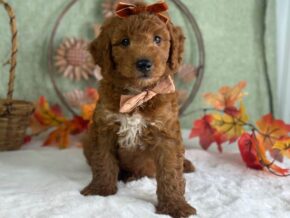 Photo of Razzle