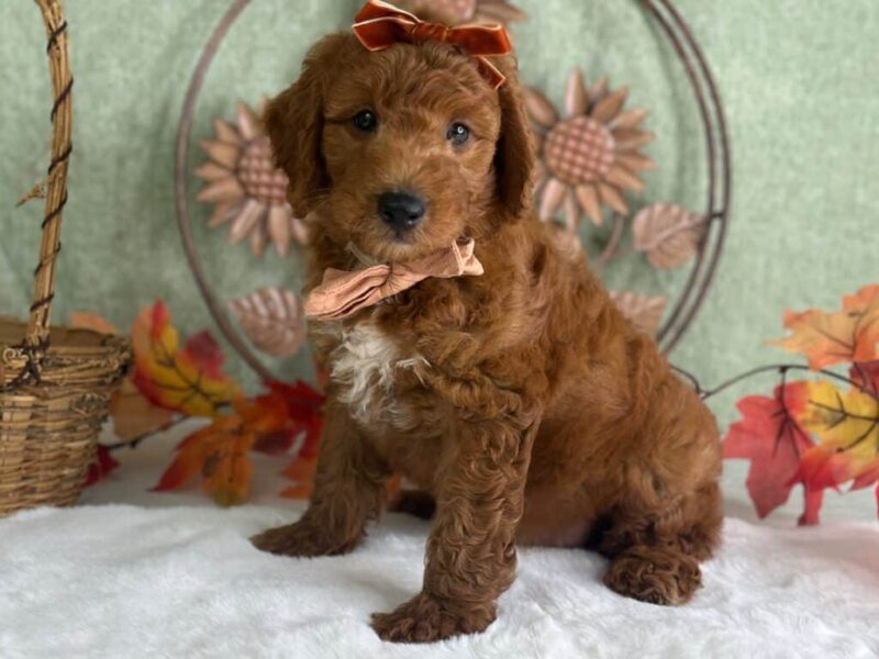 Razzle, a Mini Goldendoodle puppy at Blessed Hope Kennels in Kentucky.