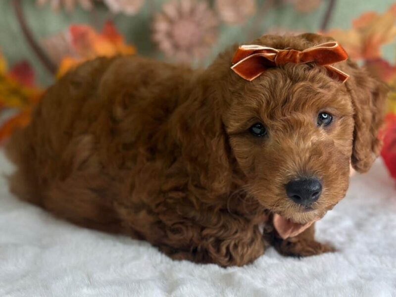 Razzle, a Mini Goldendoodle puppy at Blessed Hope Kennels in Kentucky.