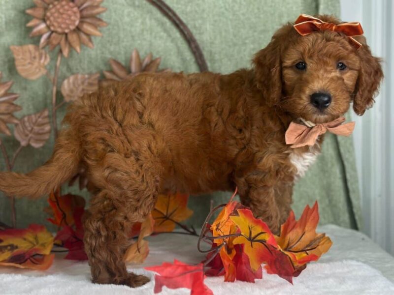 Razzle, a Mini Goldendoodle puppy at Blessed Hope Kennels in Kentucky.