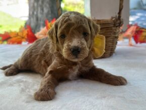 Photo of Reeces