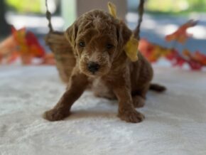 Photo of Reeces