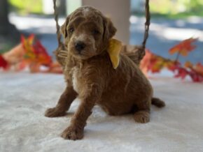 Photo of Reeces