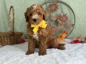 Photo of Reeces