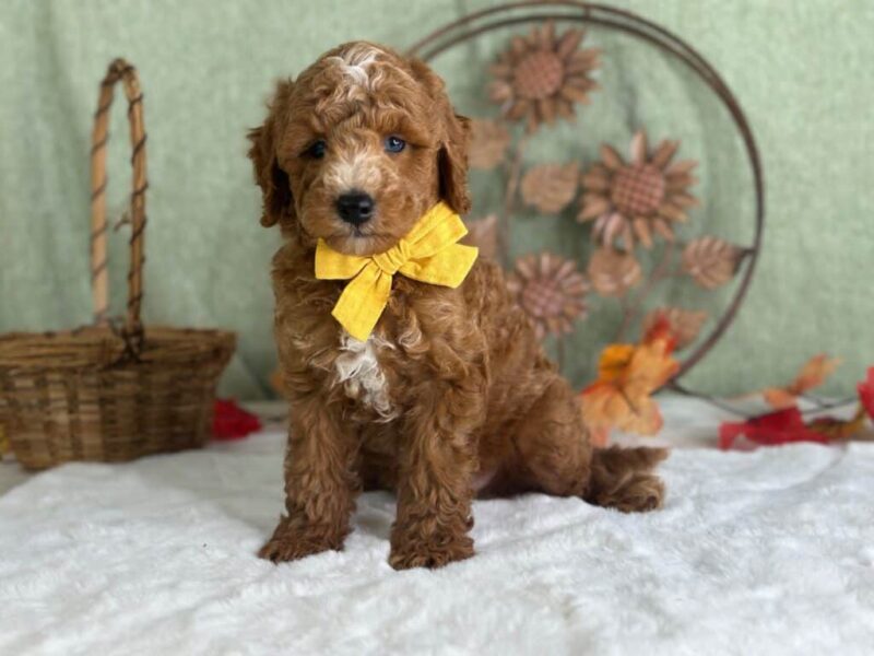 Reeces, a Mini Goldendoodle puppy at Blessed Hope Kennels in Kentucky.