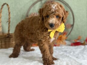 Photo of Reeces