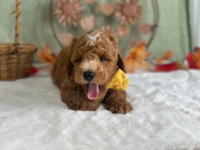 Photo of Reeces