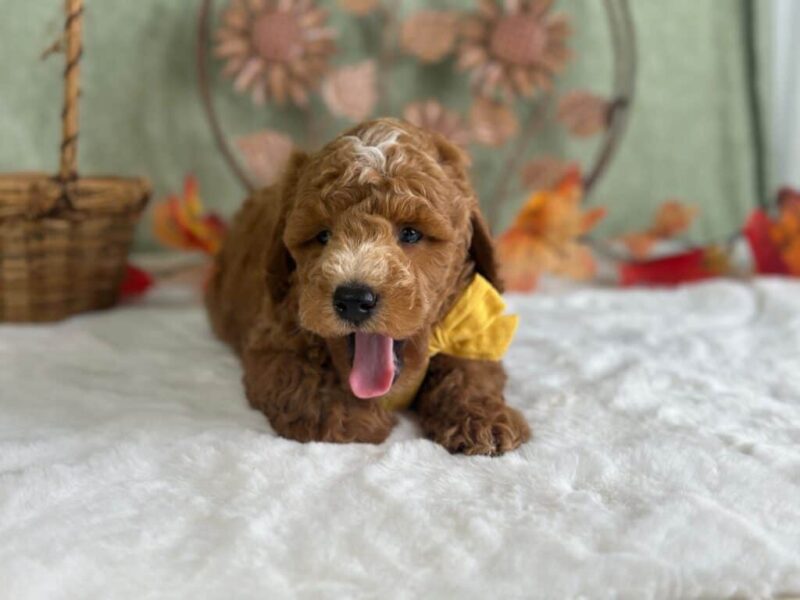 Reeces, a Mini Goldendoodle puppy at Blessed Hope Kennels in Kentucky.