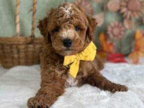 Photo of Reeces