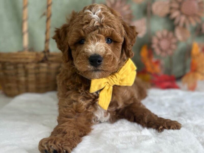 Reeces, a Mini Goldendoodle puppy at Blessed Hope Kennels in Kentucky.