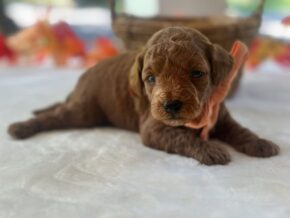 Photo of Reggie
