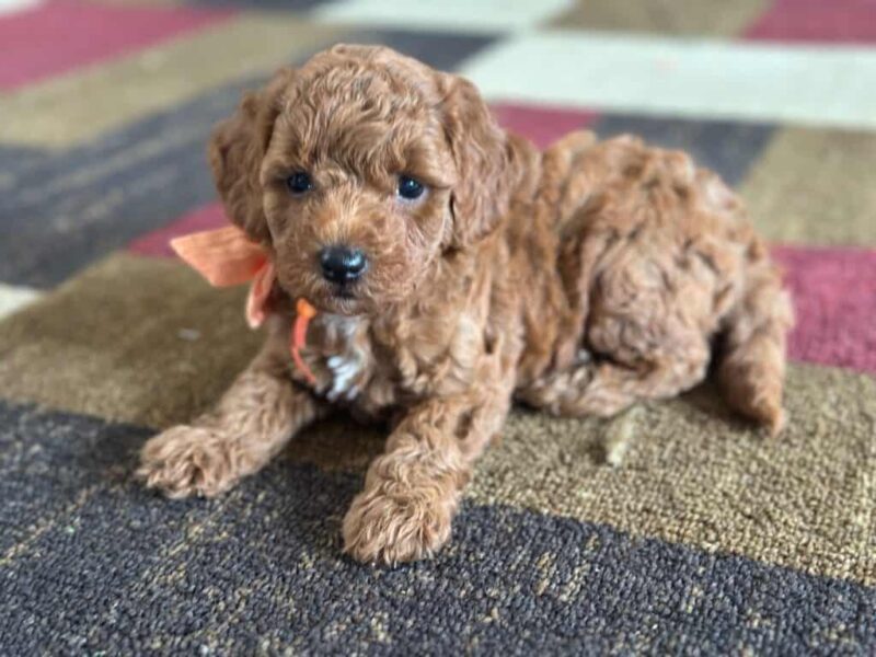Reggie, a Mini Goldendoodle puppy at Blessed Hope Kennels in Kentucky.