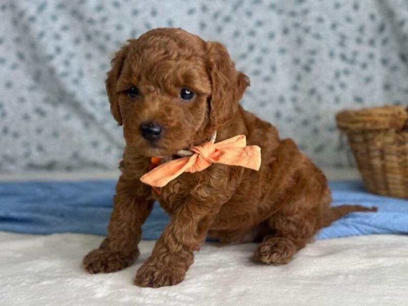 Reggie, a Mini Goldendoodle puppy at Blessed Hope Kennels in Kentucky.