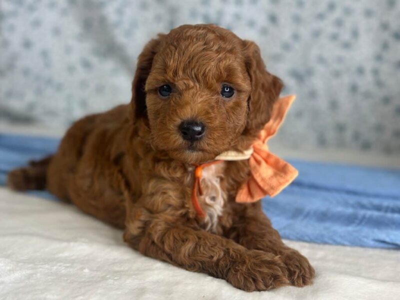 Reggie, a Mini Goldendoodle puppy at Blessed Hope Kennels in Kentucky.
