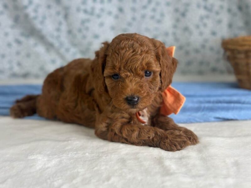 Reggie, a Mini Goldendoodle puppy at Blessed Hope Kennels in Kentucky.