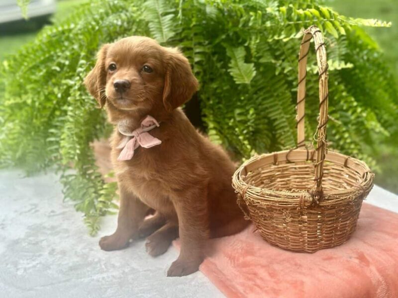 Roberta, a Mini Goldendoodle puppy at Blessed Hope Kennels in Kentucky.