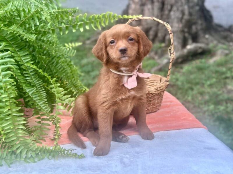 Roberta, a Mini Goldendoodle puppy at Blessed Hope Kennels in Kentucky.