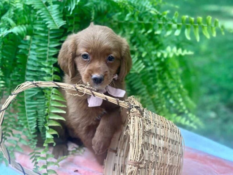 Roberta, a Mini Goldendoodle puppy at Blessed Hope Kennels in Kentucky.