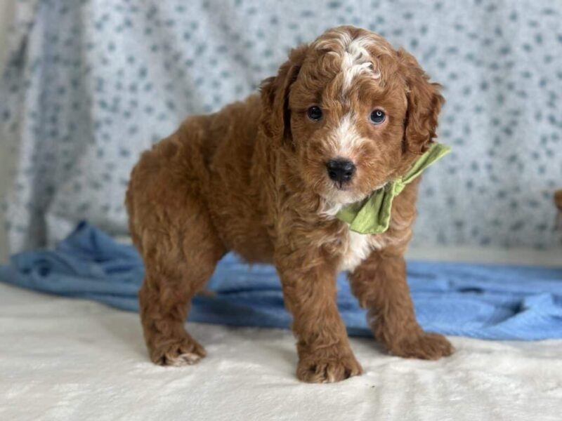 Robin Hood, a Mini Goldendoodle puppy at Blessed Hope Kennels in Kentucky.