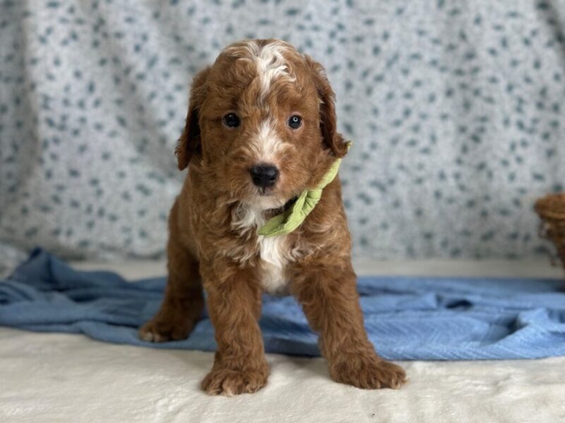 Robin Hood, a Mini Goldendoodle puppy at Blessed Hope Kennels in Kentucky.