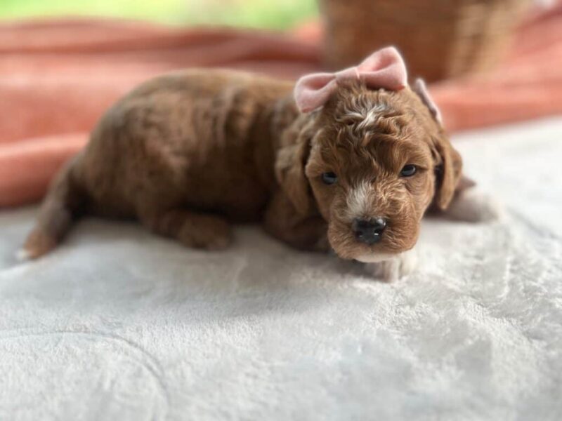 Roseann, a Mini Goldendoodle puppy at Blessed Hope Kennels in Kentucky.