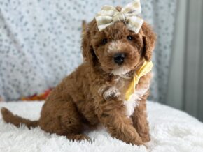 Photo of Roseann