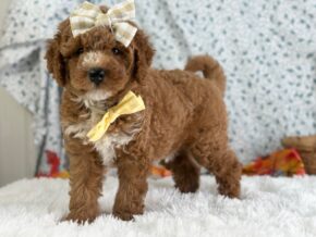 Photo of Roseann