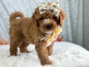 Photo of Roseann