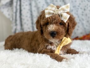 Photo of Roseann