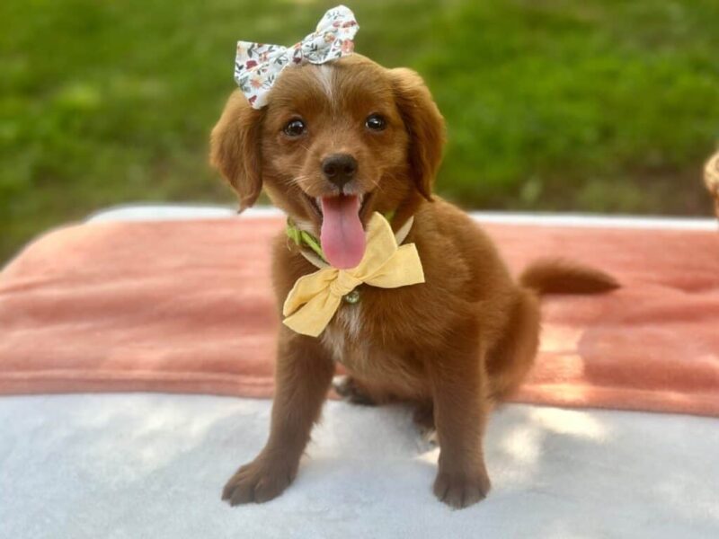 Roxie image
