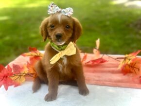 Photo of Roxie