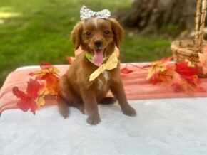 Photo of Roxie