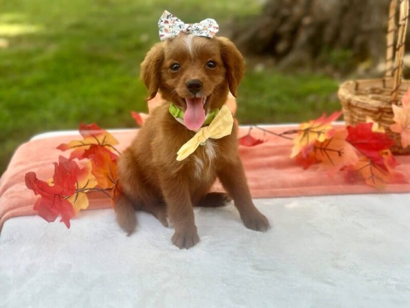 Roxie, a Mini Goldendoodle puppy at Blessed Hope Kennels in Kentucky.