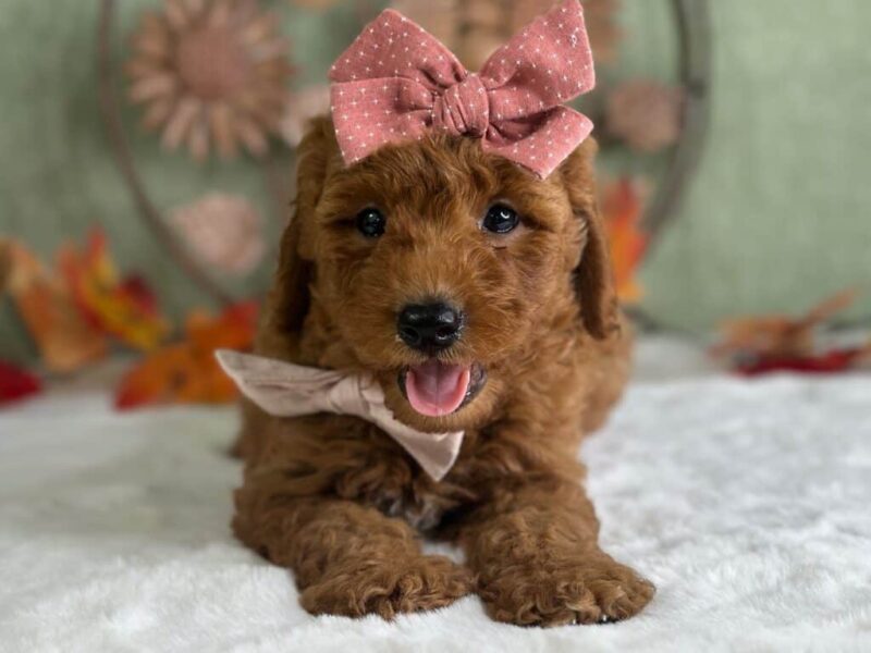 Ruthie image