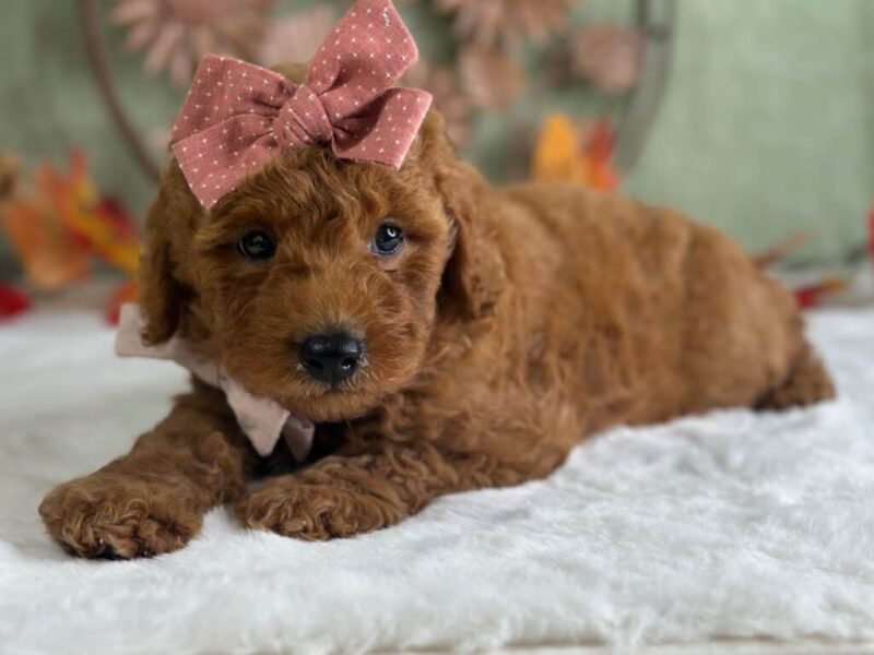 Ruthie, a Mini Goldendoodle puppy at Blessed Hope Kennels in Kentucky.