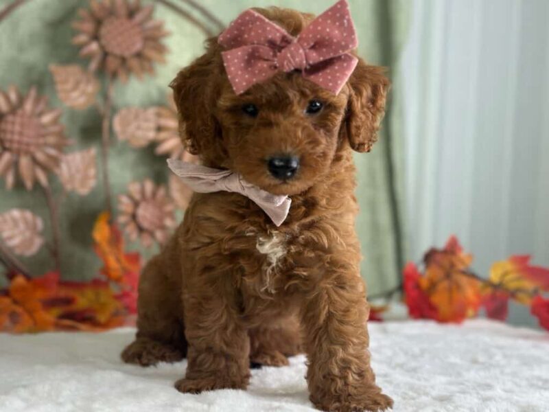 Ruthie, a Mini Goldendoodle puppy at Blessed Hope Kennels in Kentucky.