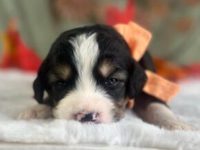 Photo of Ian