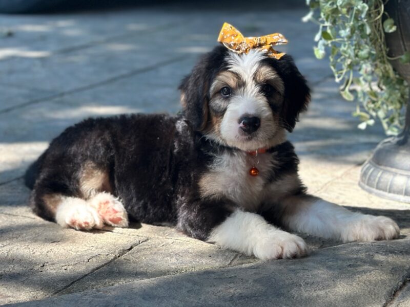 Ian, a tri-colored F1 Bernedoodle puppy in Kentucky.