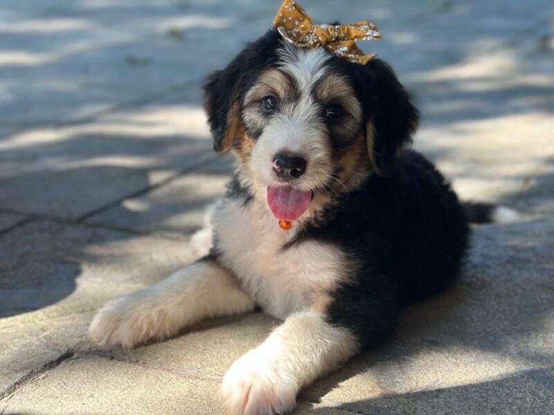 Ian, a tri-colored F1 Bernedoodle puppy in Kentucky.