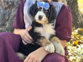 Illinois at Blessed Hope Kennels