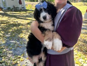 Illinois at Blessed Hope Kennels