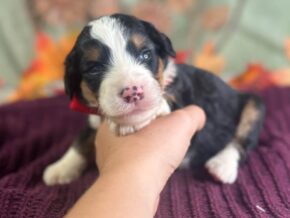 Photo of Indie