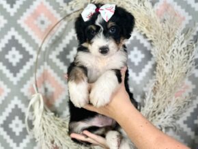 Indie at Blessed Hope Kennels