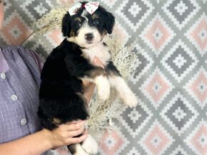 Indie at Blessed Hope Kennels