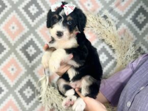 Indie at Blessed Hope Kennels